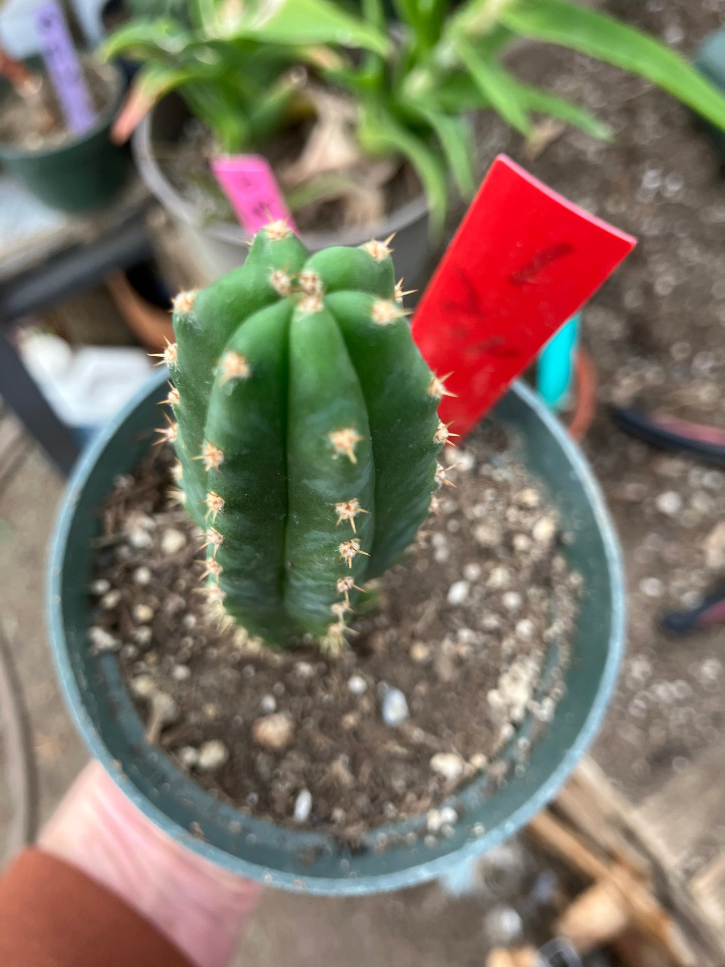 San Pedro Cactus - Trichocereus pachanoi 4.5"Tall #1R