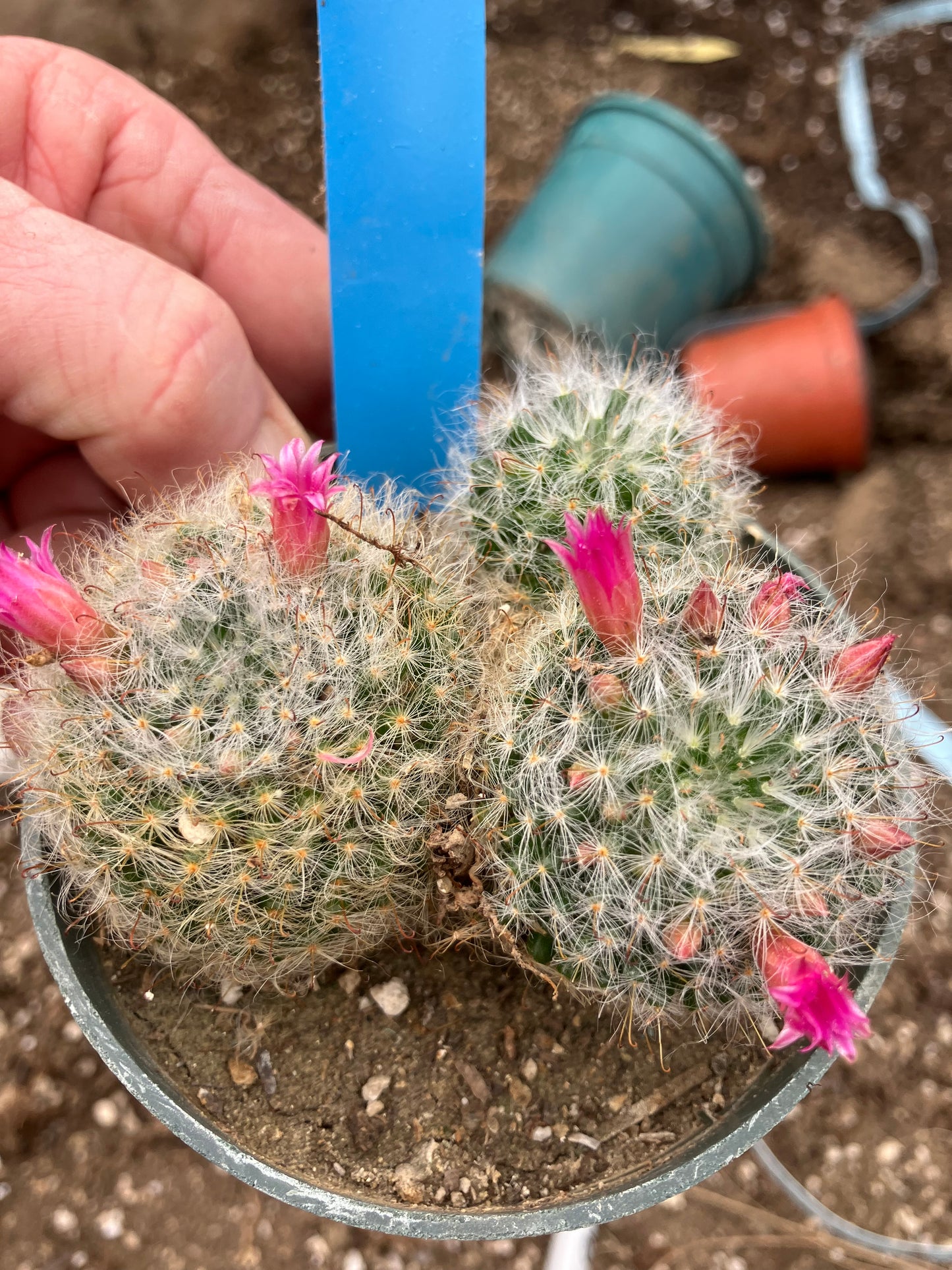 Mammillaria bocasana rosalviflora Powder Puff Cluster 4"W #31B "This Plant"