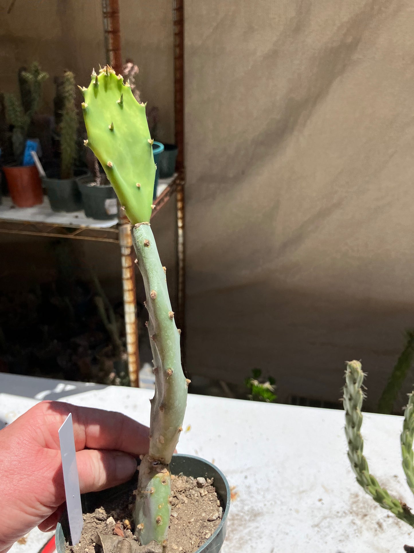 Opuntia Hybrid Cartwheel  "Hybrid Prickly Pear" 10"Tall #10W