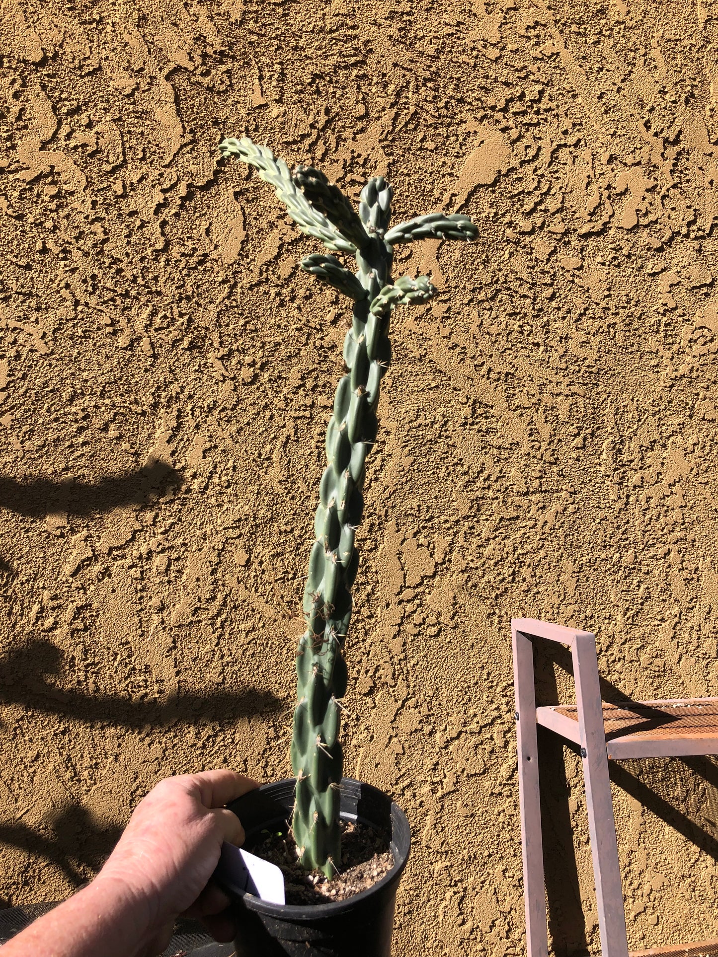Cholla Cylindropuntia  Buckhorn 24”Tall #2W