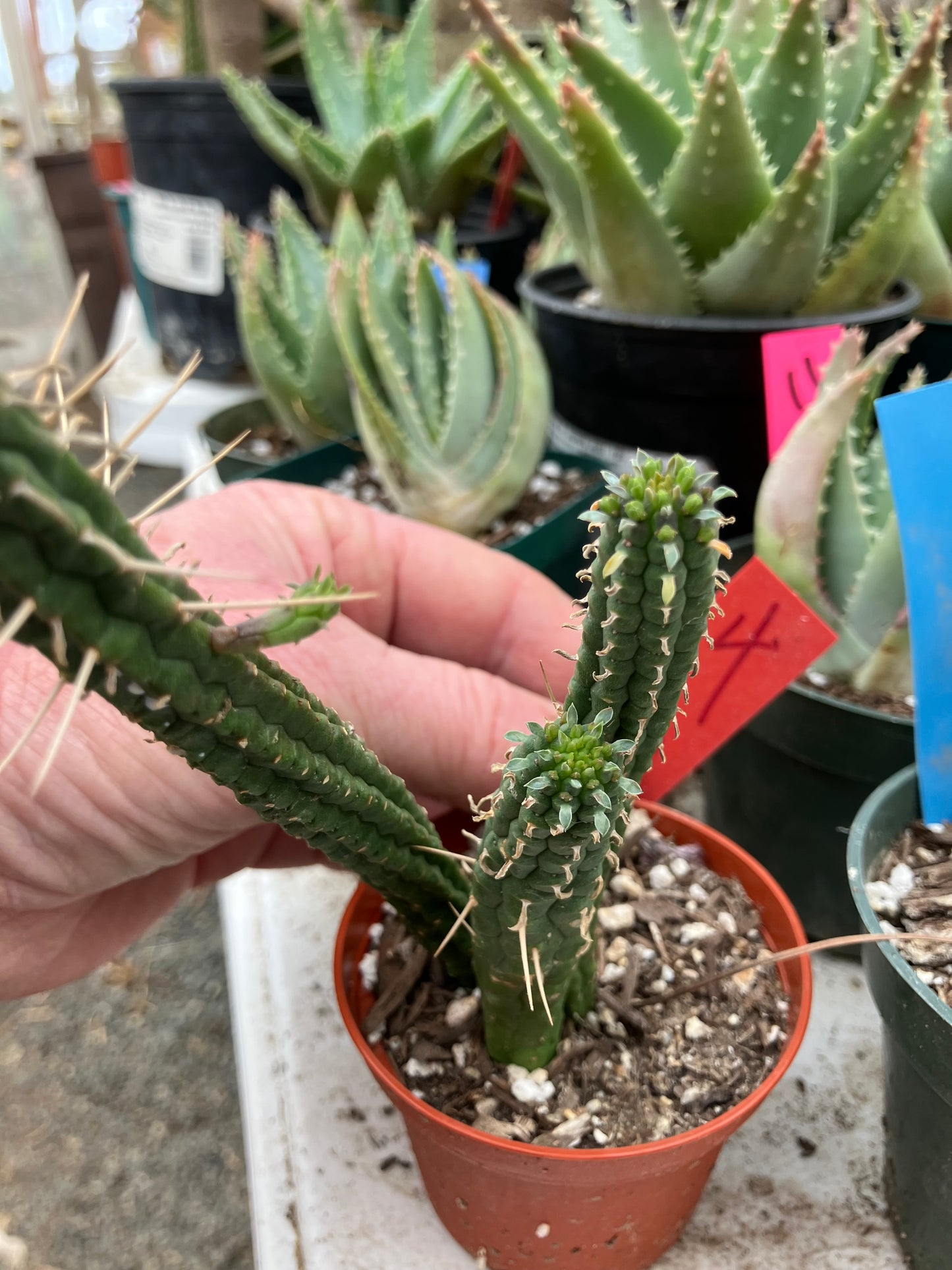 Euphorbia mammillaria GREEN Corn Cob 6"Tall #4R