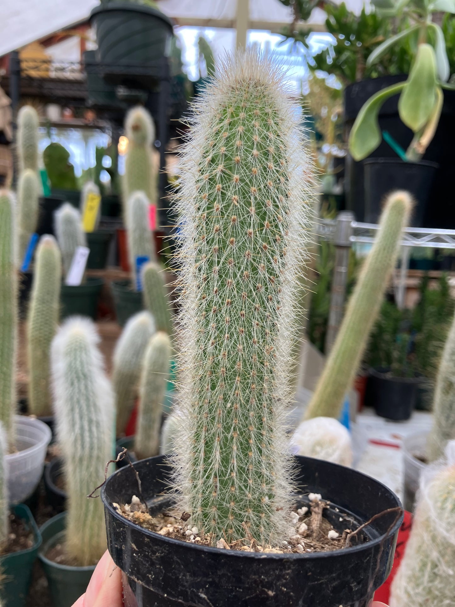 Cleistocactus tupizensis Silver Pole/Torch Cactus 5.5”Tall #82R