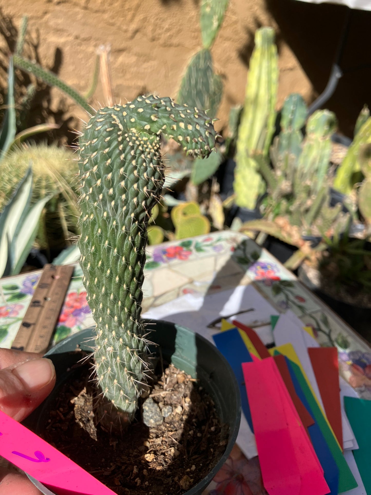 Cylindropuntia fulgida Cholla Boxing Glove Cactus Crest 6"Tall #60P