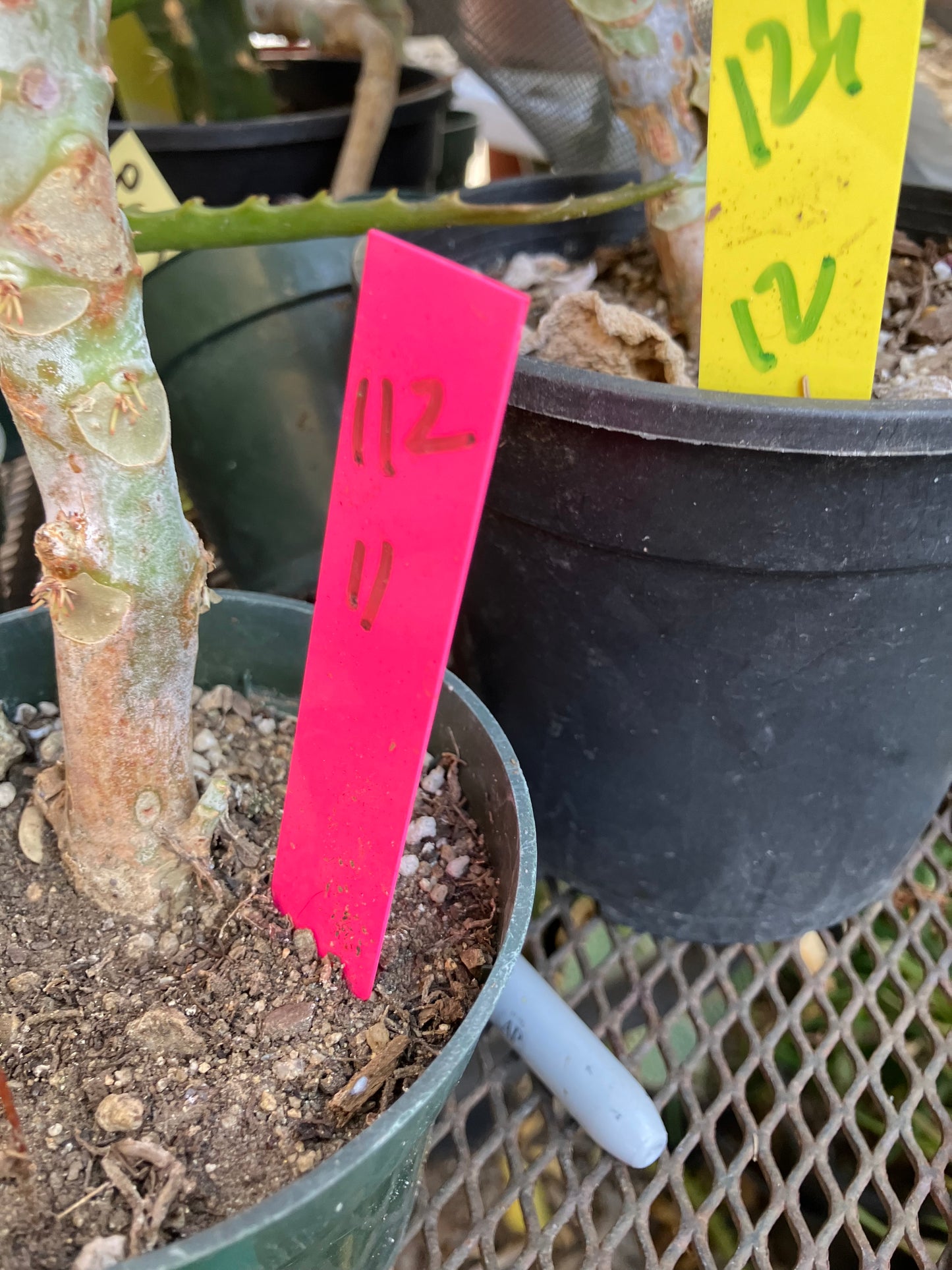 Cotyledon Silver Waves Succulent 11"Tall #112P