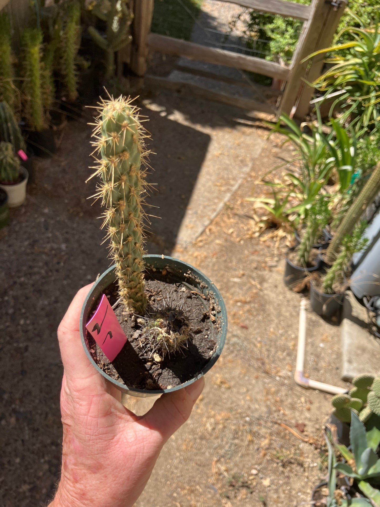 Cholla Cylindropuntia Buckhorn Cactus 7”Tall #2P