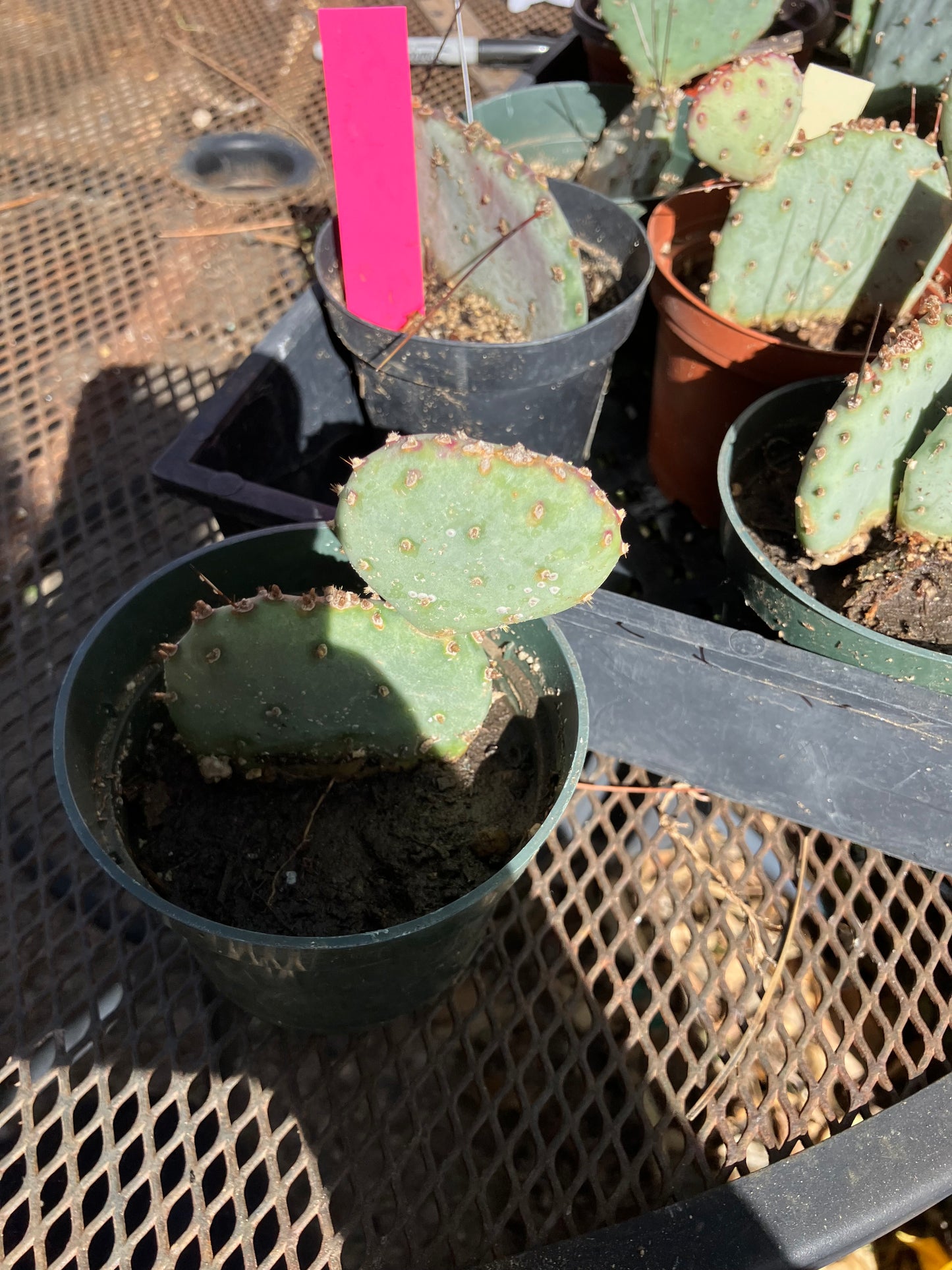 Opuntia Santa Rita Purple Prickly Pear 3.5”Tall #2W