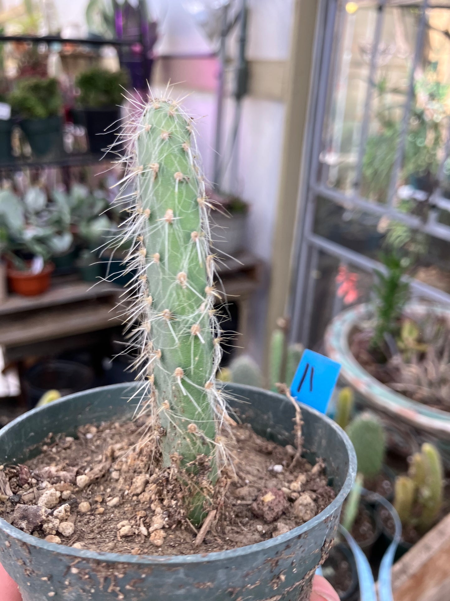Opuntia pailana "White Thorned" Prickly Pear 4"Tall #11B