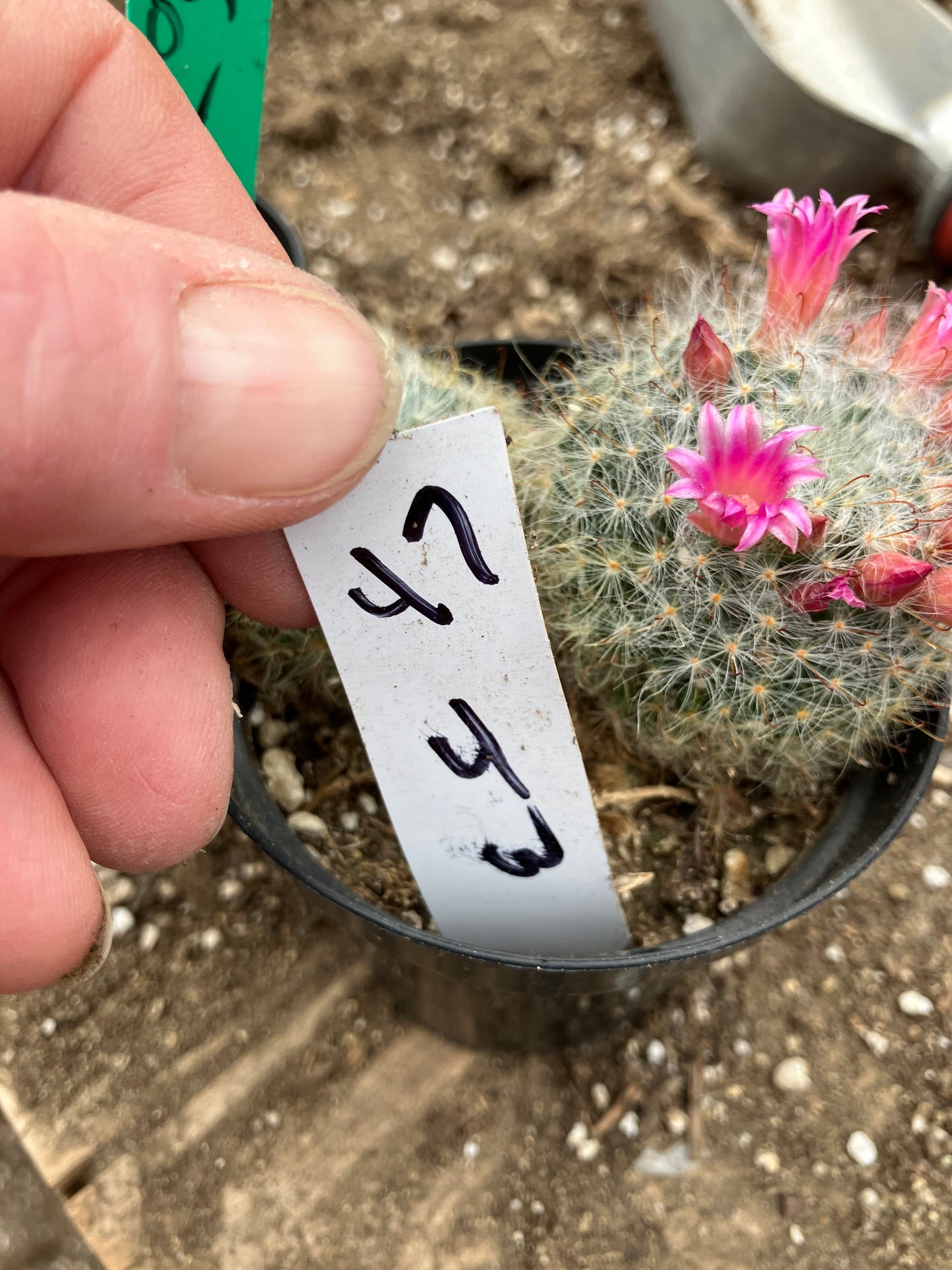 Mammillaria bocasana rosalviflora Powder Puff Cluster 4"W #47W"This Plant"