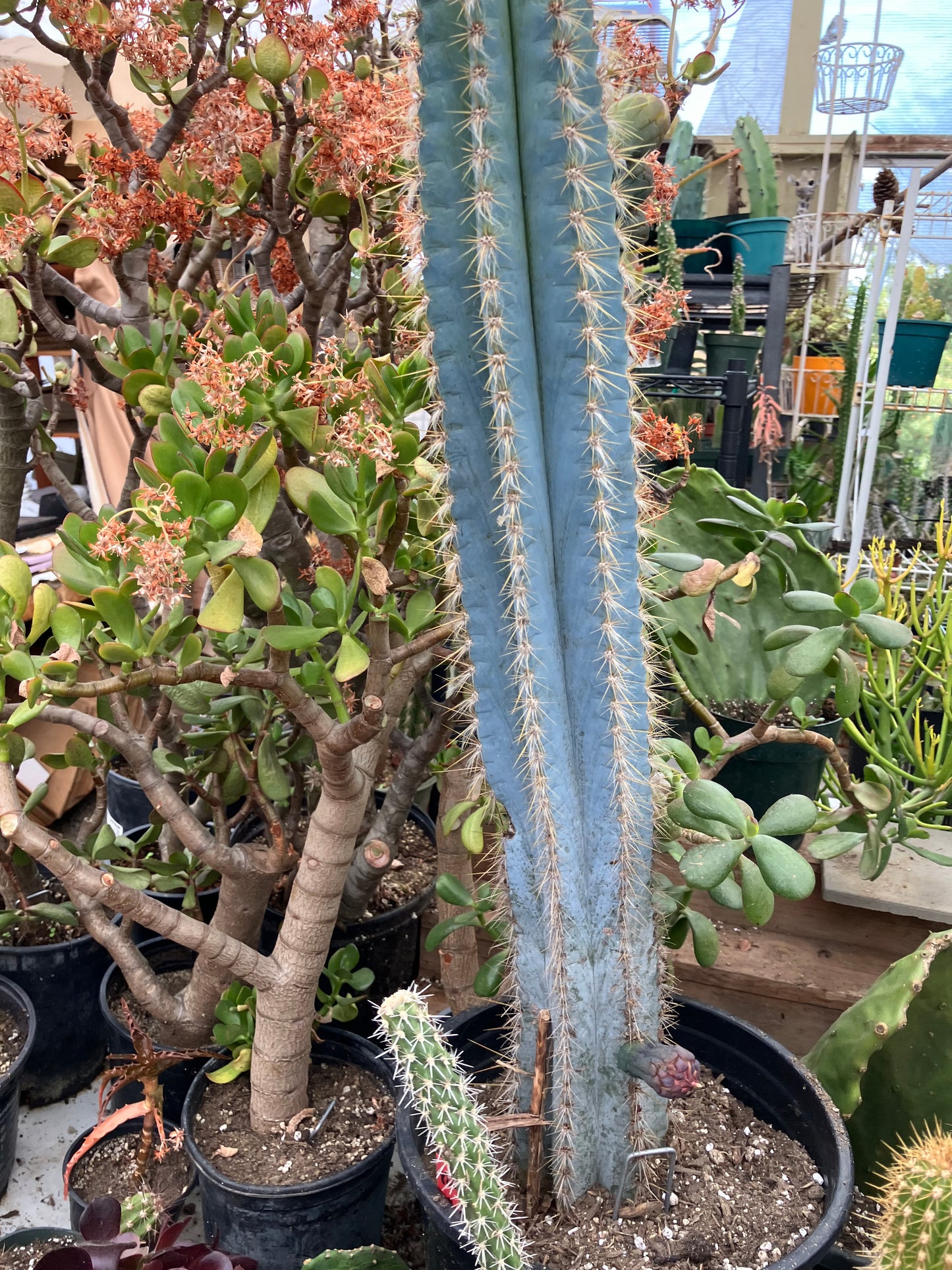Pilosocereus Blue Azureus Cactus 28" Tall 12.5"Circumference #822R