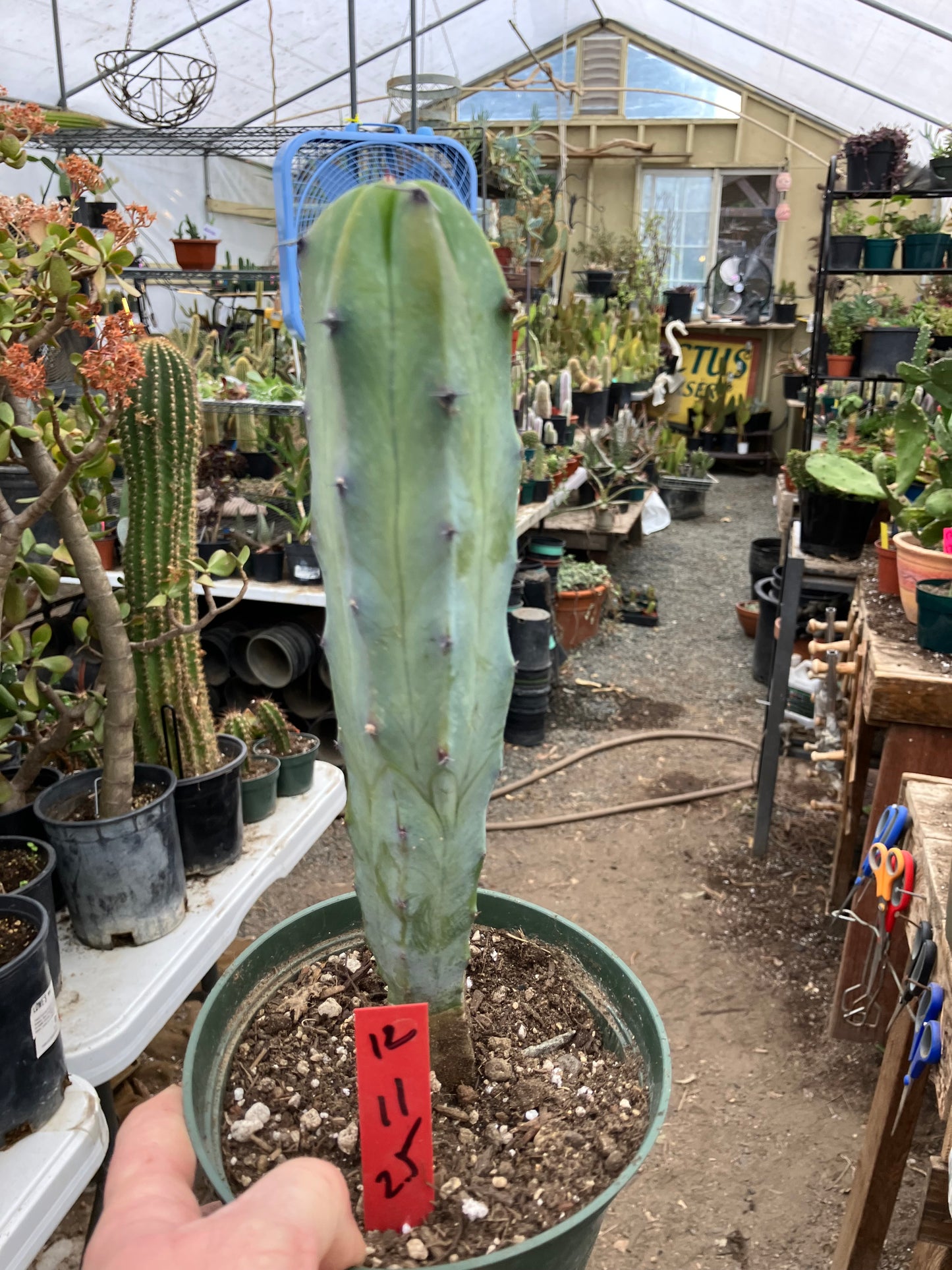 Myrtillocactus cochal Candelabra Cactus 11"Tall 2.5" Wide #12R