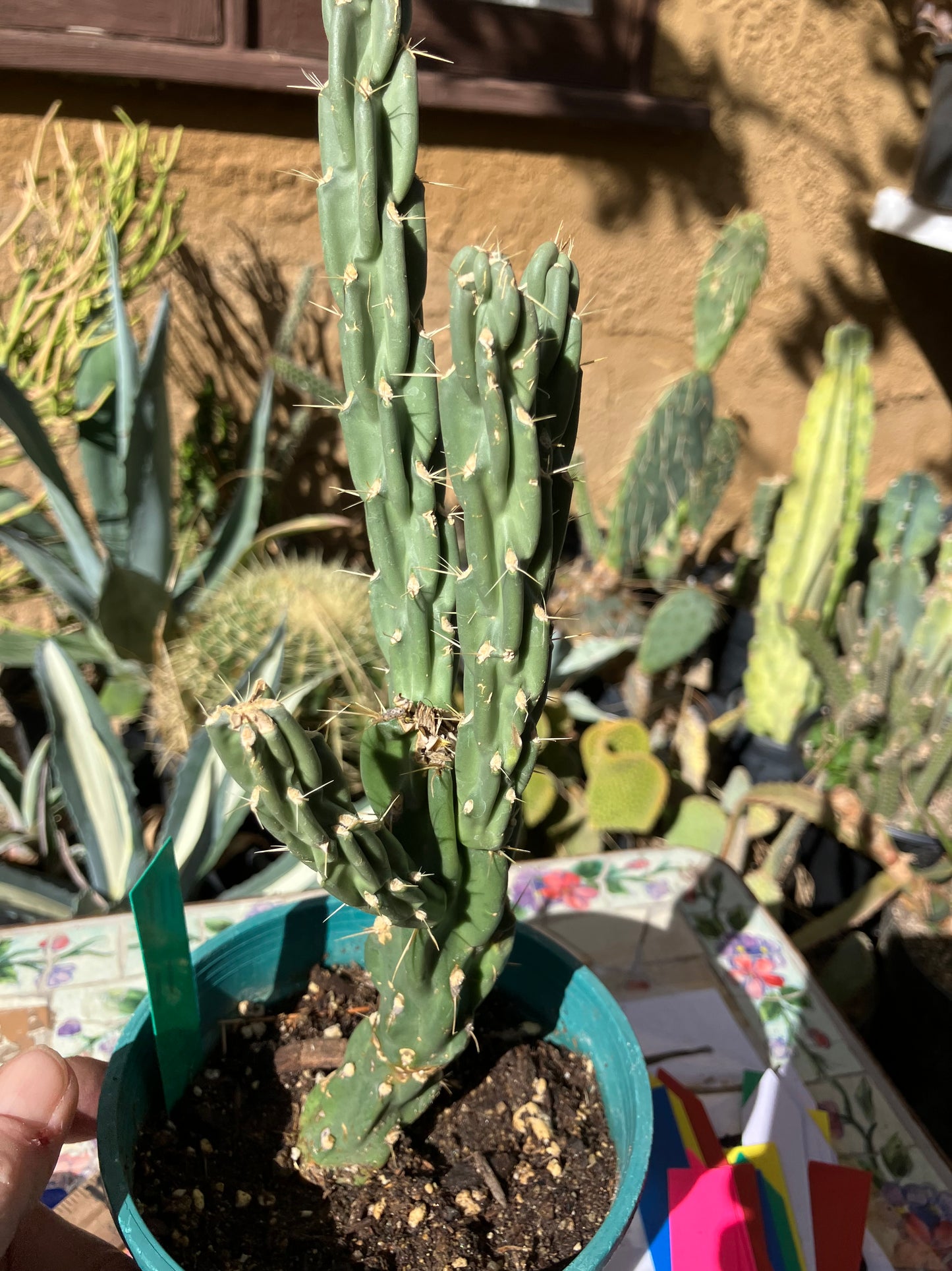 Cholla Cylindropuntia Buckhorn Cactus 11”Tall #111g