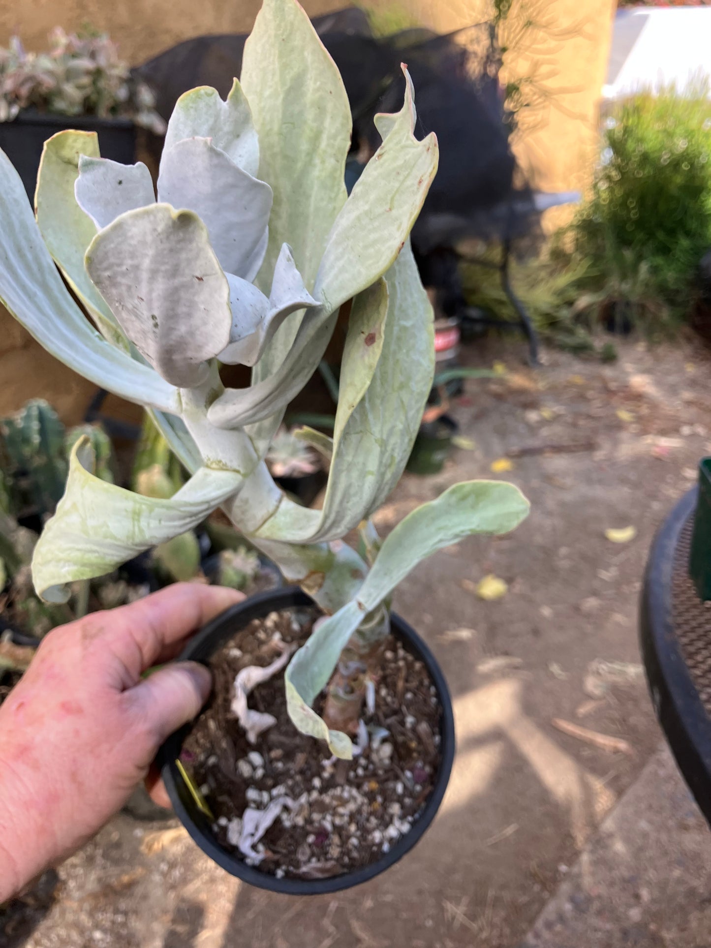 Cotyledon Silver Waves Succulent 12"Tall #126Y