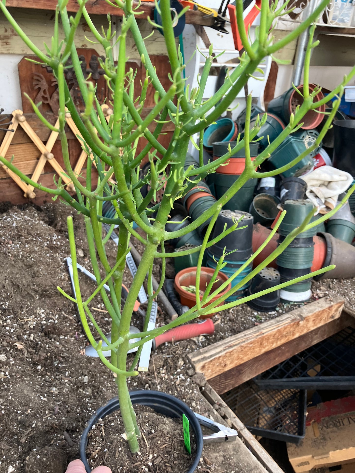 Euphorbia tirucalli Pencil Cactus/Succulent 24"Tall 11"Wide #20G