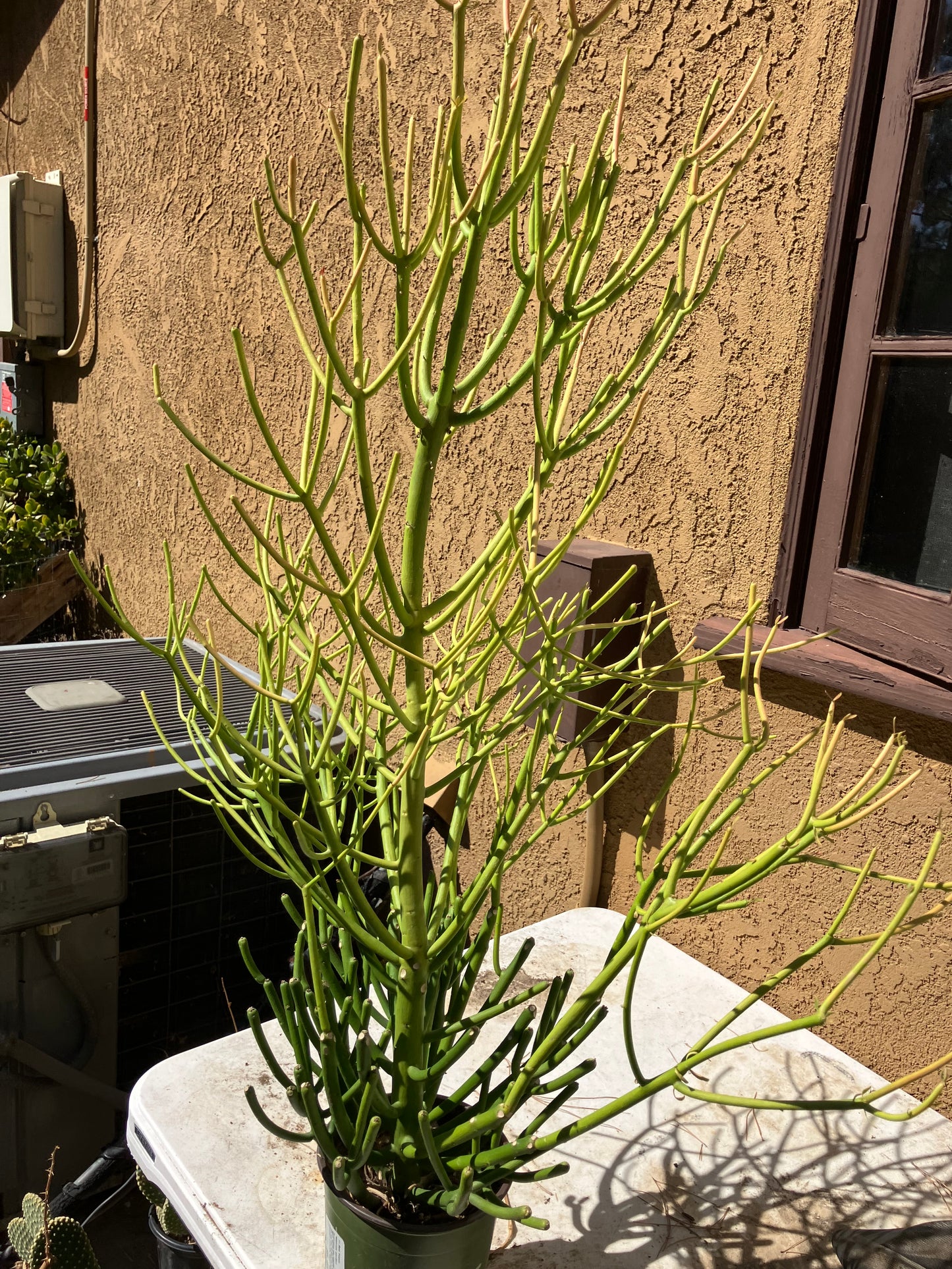 Euphorbia tirucalli Pencil Cactus/Succulent 38"Tall 20"Wide #114W