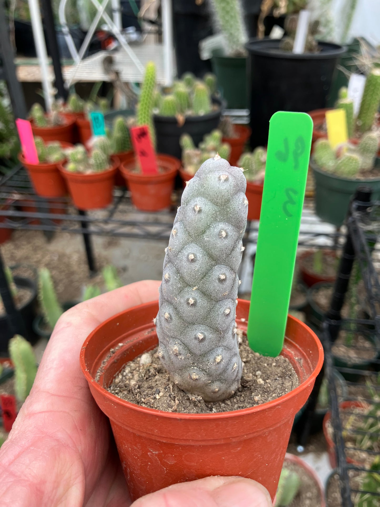 Pine Cone Cactus Tephrocactus~ articulatus var. diadematus Pinecone 3"Tall #96G