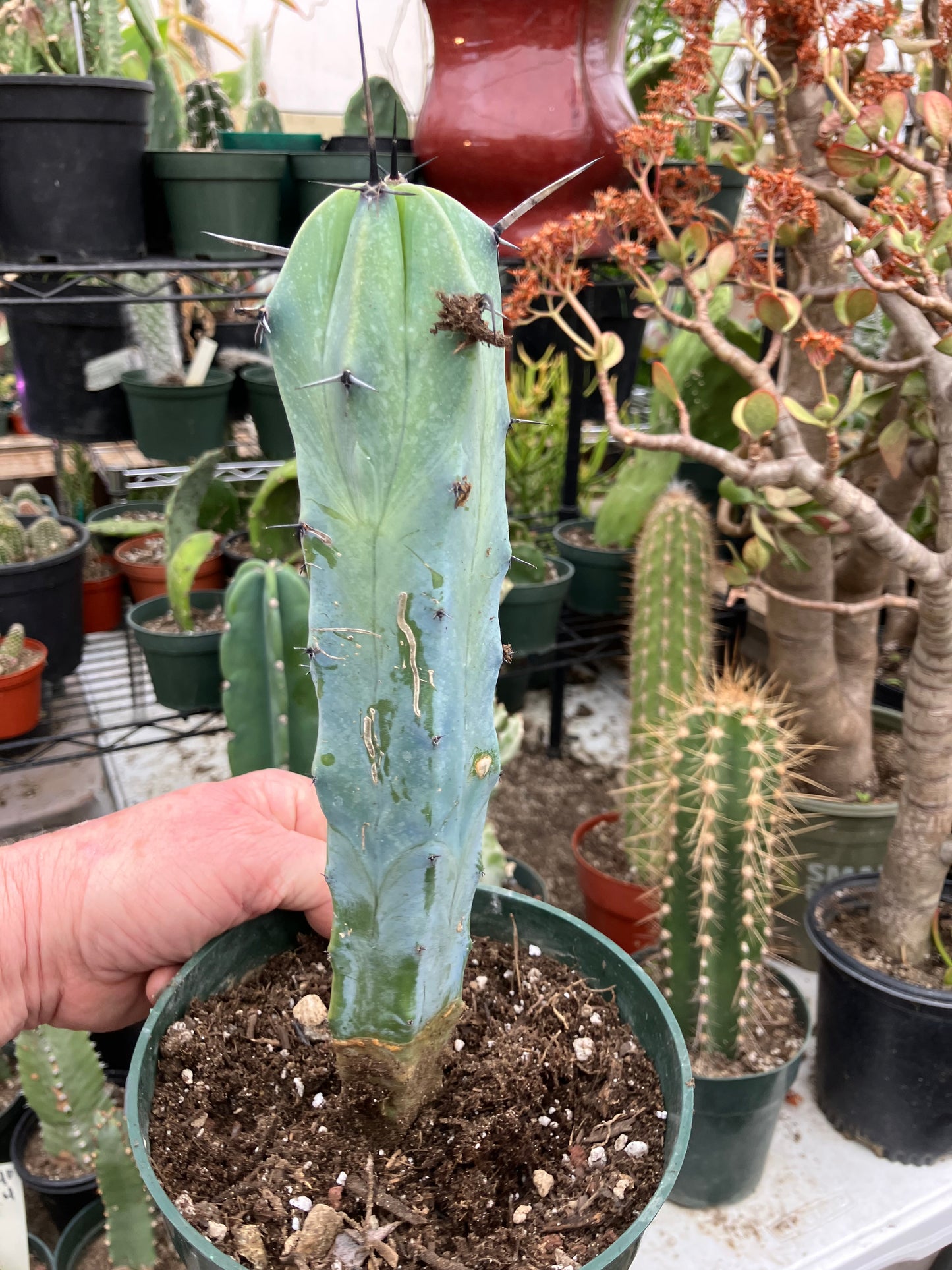 Myrtillocactus cochal Candelabra Cactus 11"Tall 2.5" Wide #11W