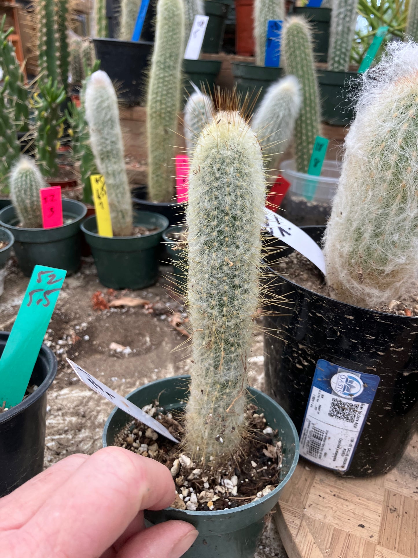 Oreocereus doelzianus Old Woman, Old Man Cactus 7"Tall #21W