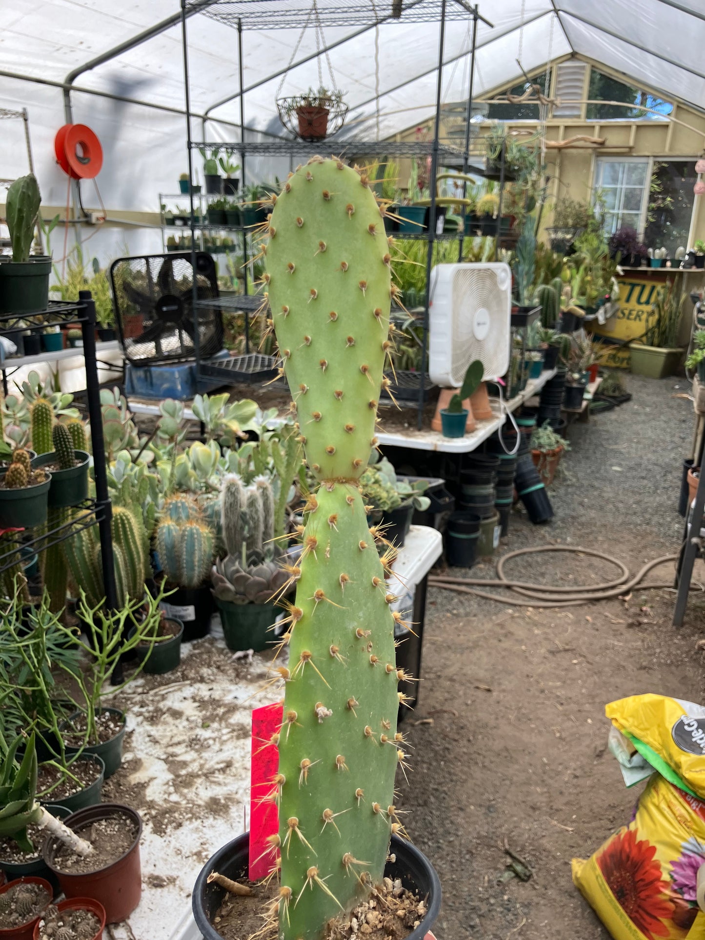 Opuntia engelmannii "Texas Prickly Pear" 13"Tall #103P