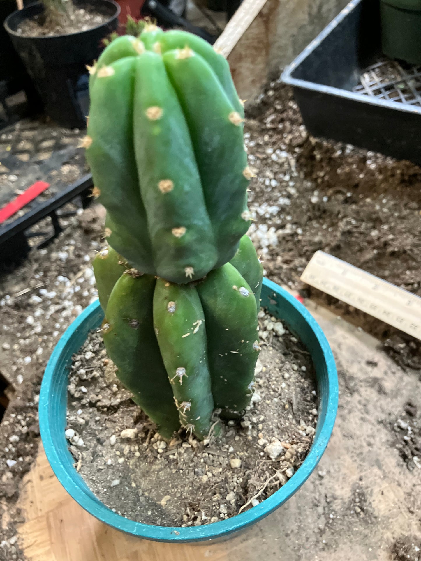 San Pedro Cactus - Trichocereus pachanoi 6.5" Tall #93R