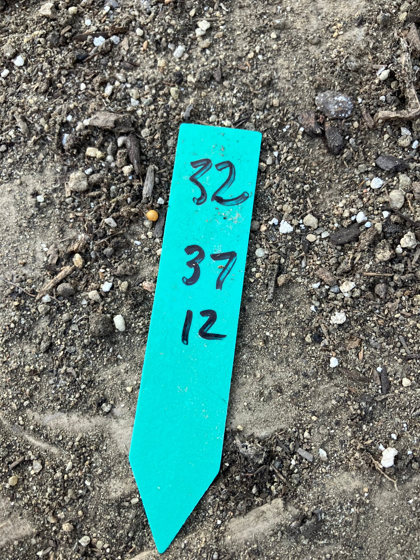 Euphorbia tirucalli Fire Stick 37"Tall 12"Wide #32G