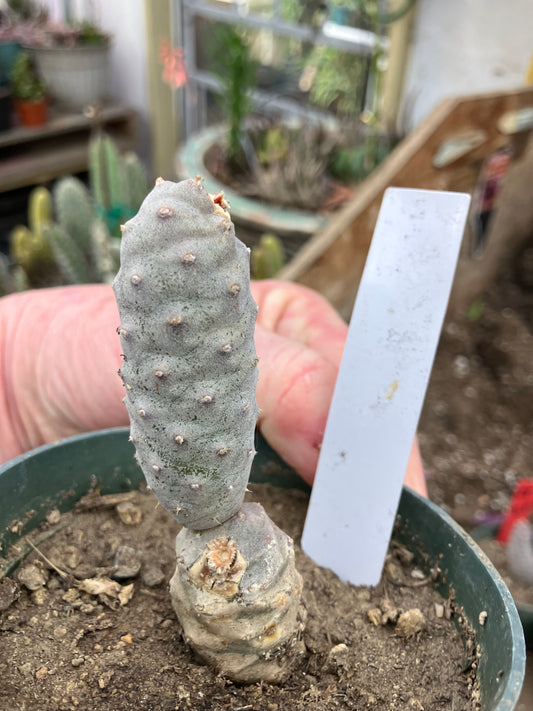 Pine Cone Cactus Tephrocactus~ articulatus  var. diadematus Pinecone 3.5"Tall #53W