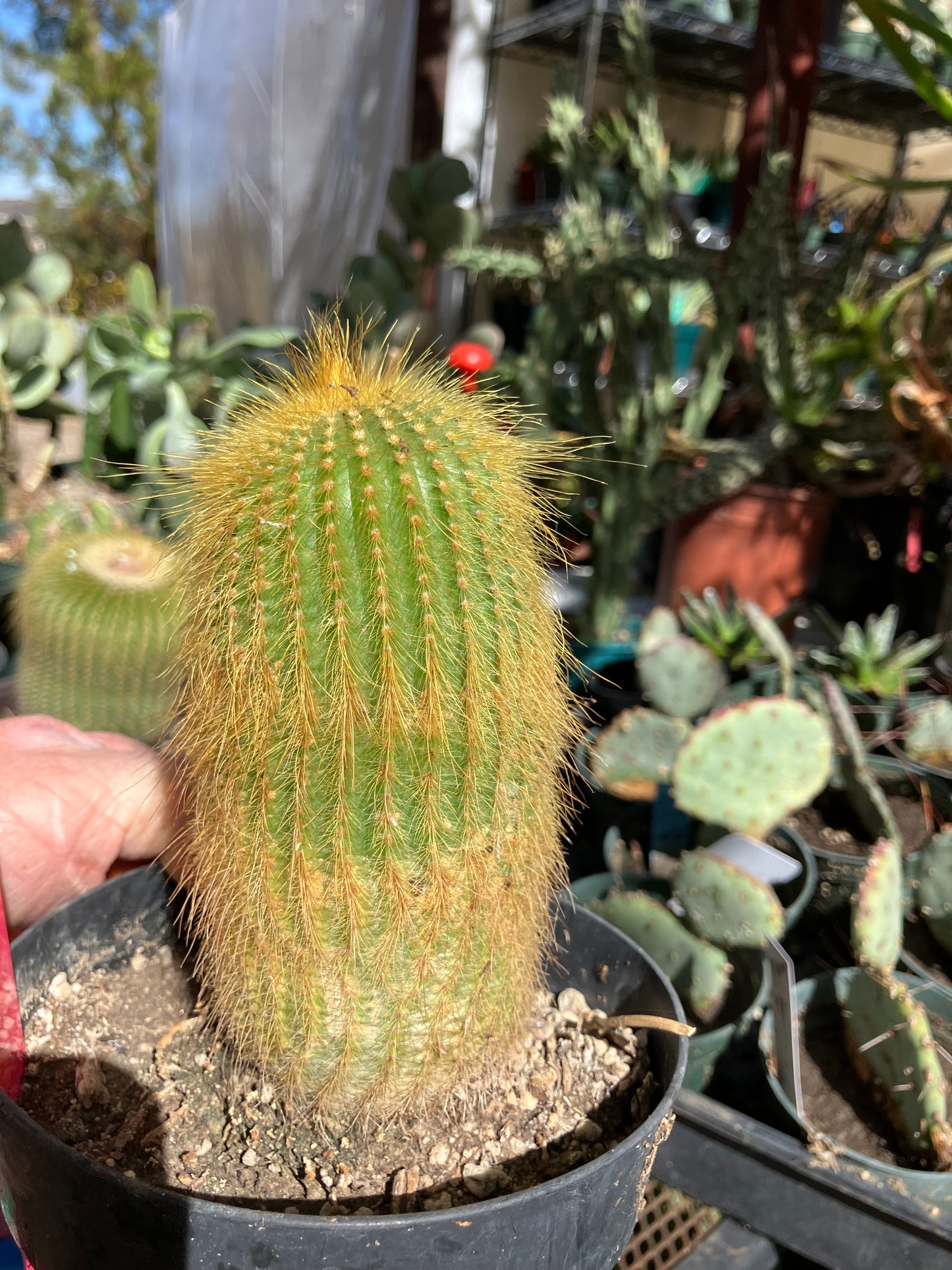 Notocactus leninghausii 5"Tall Cactus #58P