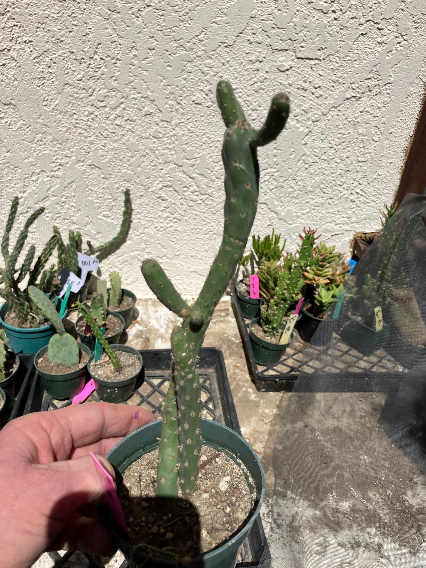 Cholla Cylindropuntia Imbricata  Buckhorn 9”Tall #100P