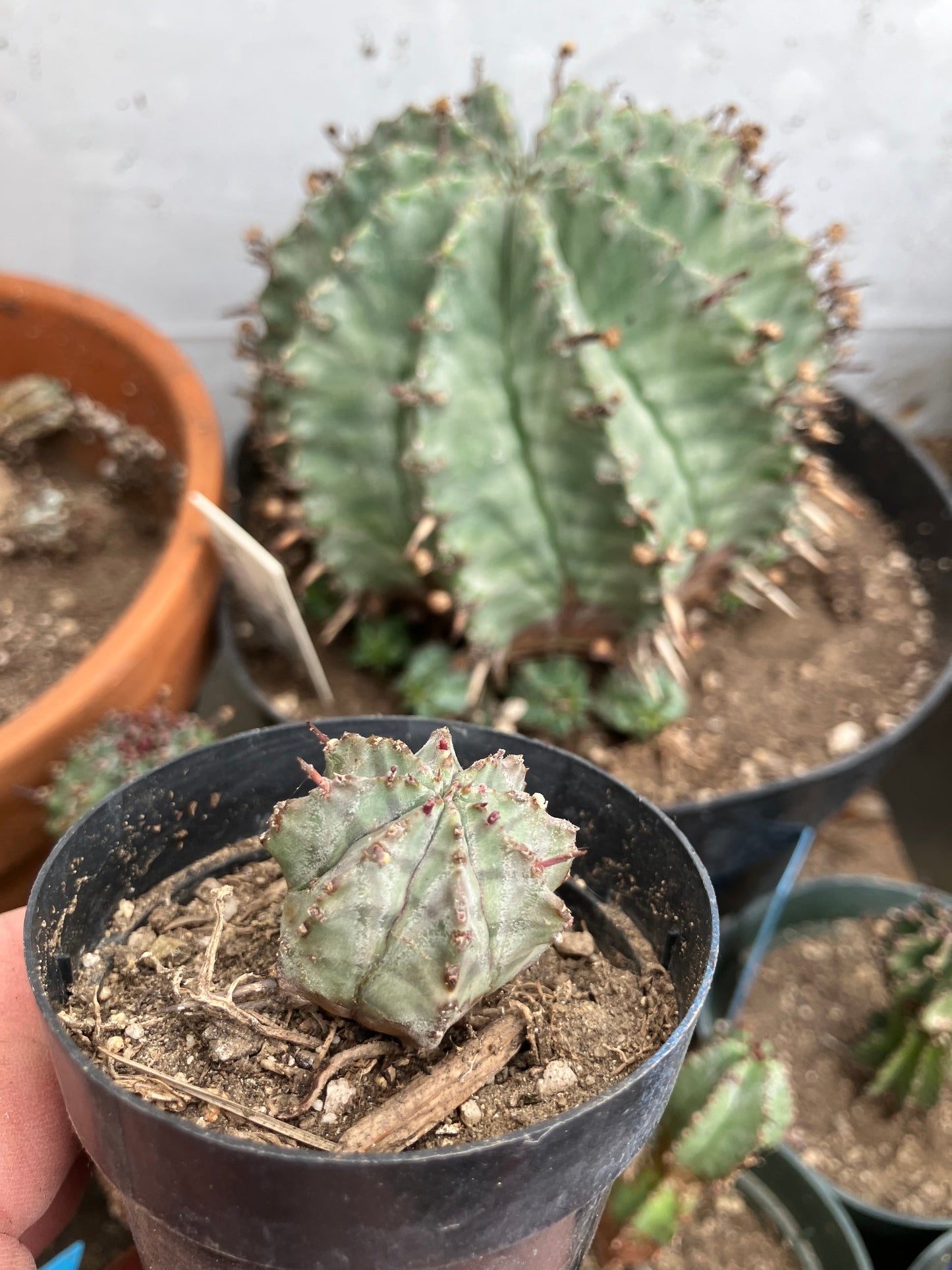 Euphorbia horrida major nova 1" Wide #1W