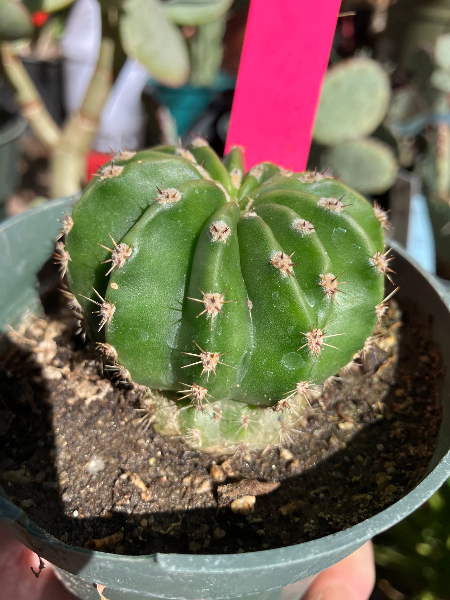 Echinopsis oxygona Salmon Easter Lily 7.5"Circumference #1P