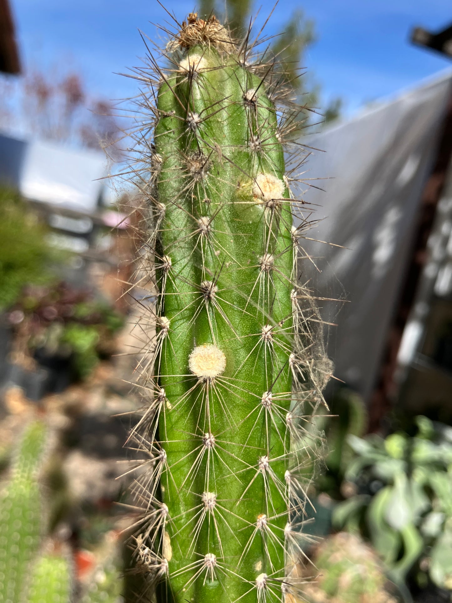 Echinocereus pensilis Snake Cactus Plant 17,10"Tall #710P
