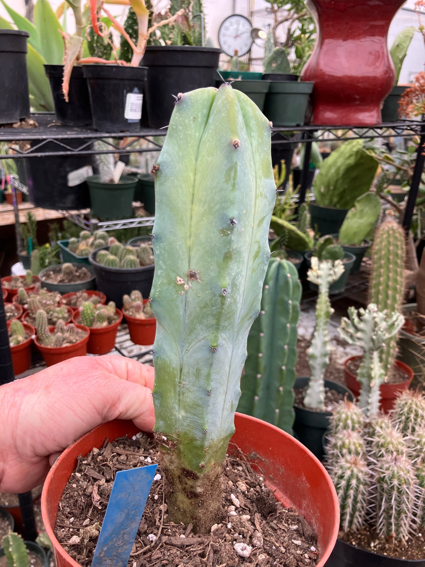 Myrtillocactus cochal Candelabra Cactus 9"Tall 2.5" Wide #6B