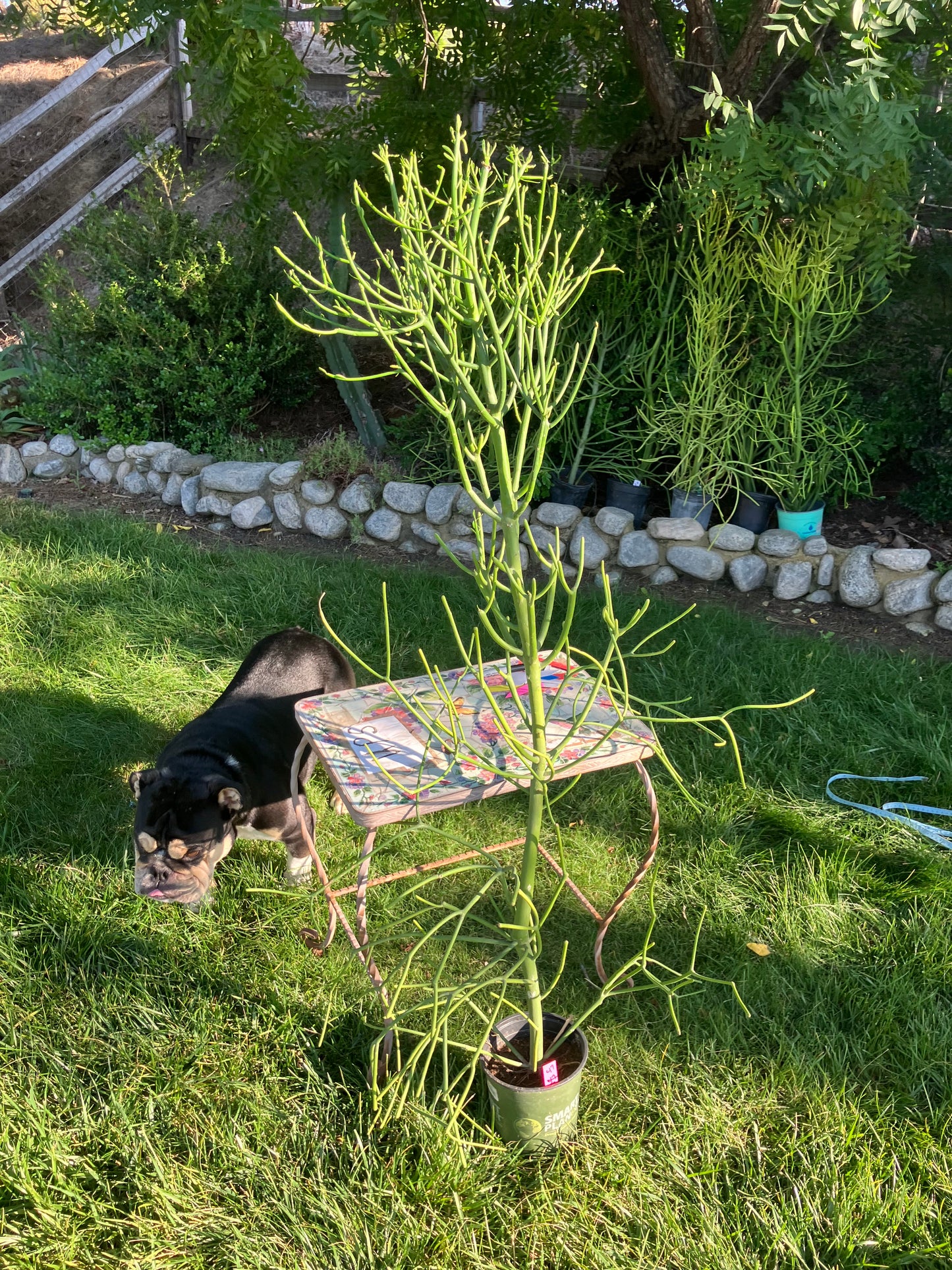 Euphorbia tirucalli Pencil Cactus/Succulent 53"Tall 20"Wide #47P