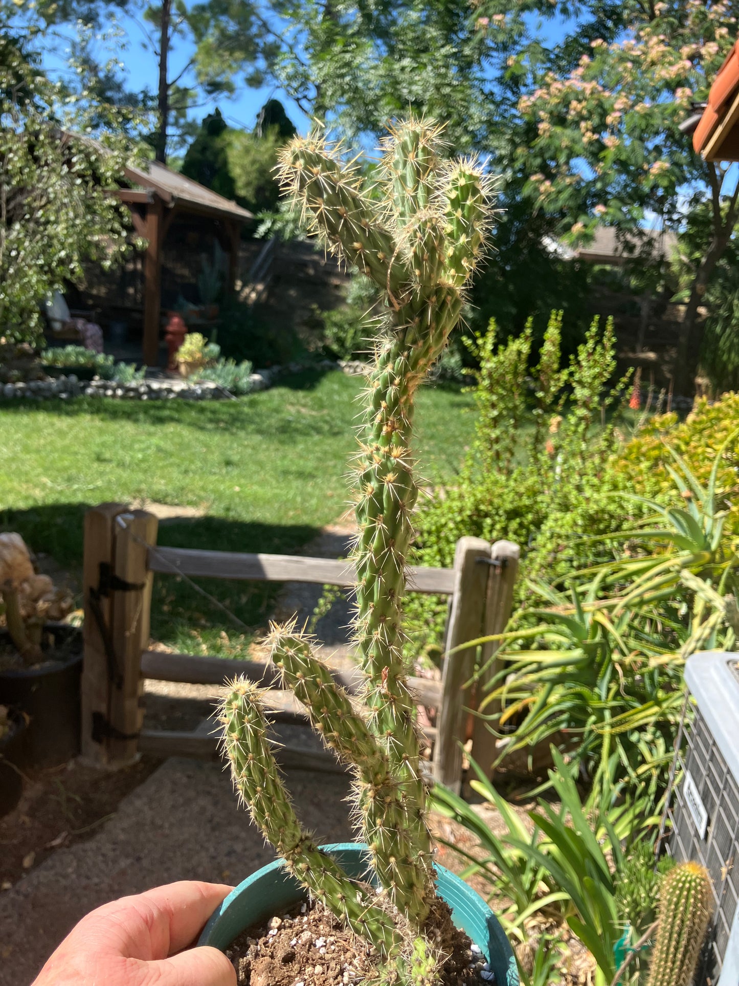 Cholla Cylindropuntia Buckhorn Cactus 14”Tall #144W