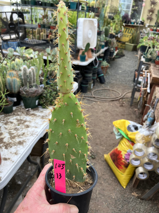 Opuntia engelmannii "Texas Prickly Pear" 13"Tall #103P