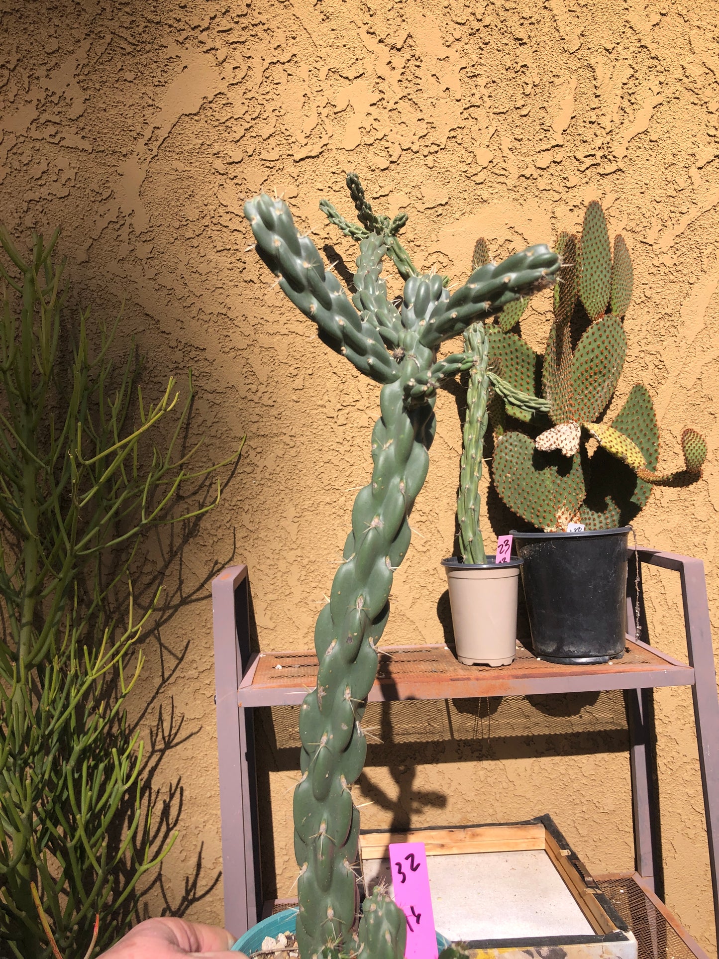 Cholla Cylindropuntia  Buckhorn 16”Tall #32P