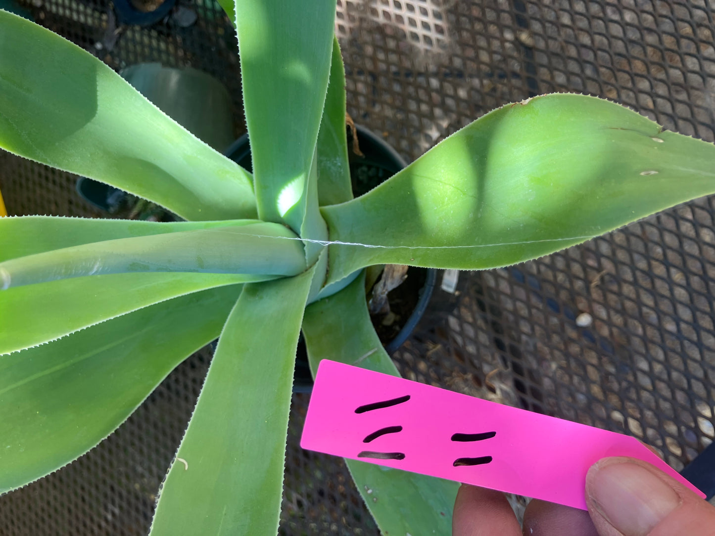Agave attenuata Foxtail Agave (Fox tail) 11" Wide #111P