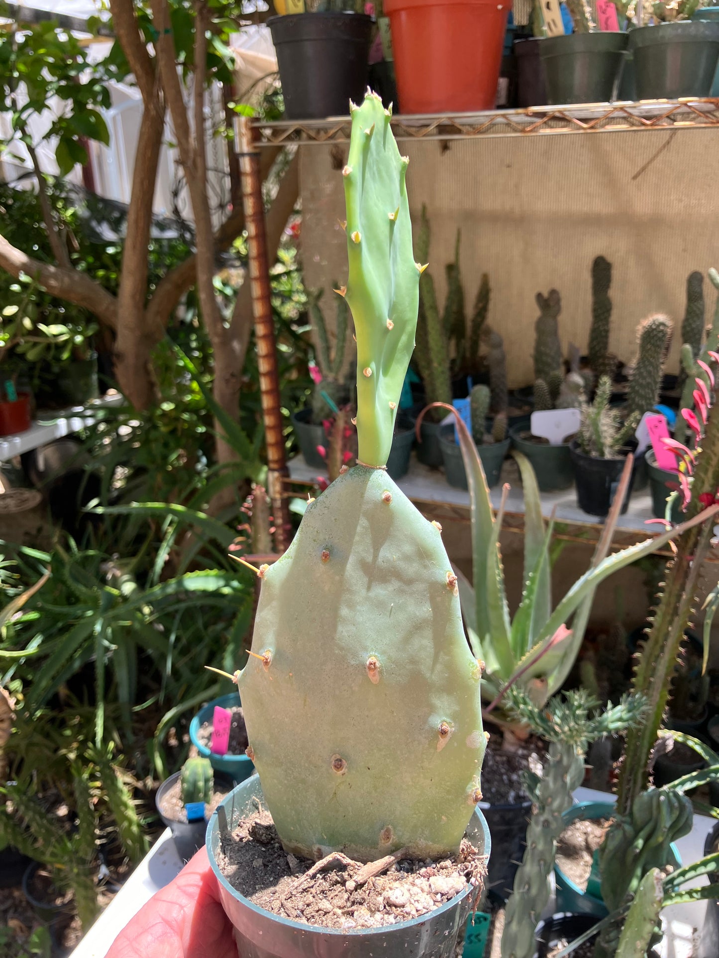 Opuntia Hybrid Cartwheel  "Hybrid Prickly Pear" 10"Tall #101P