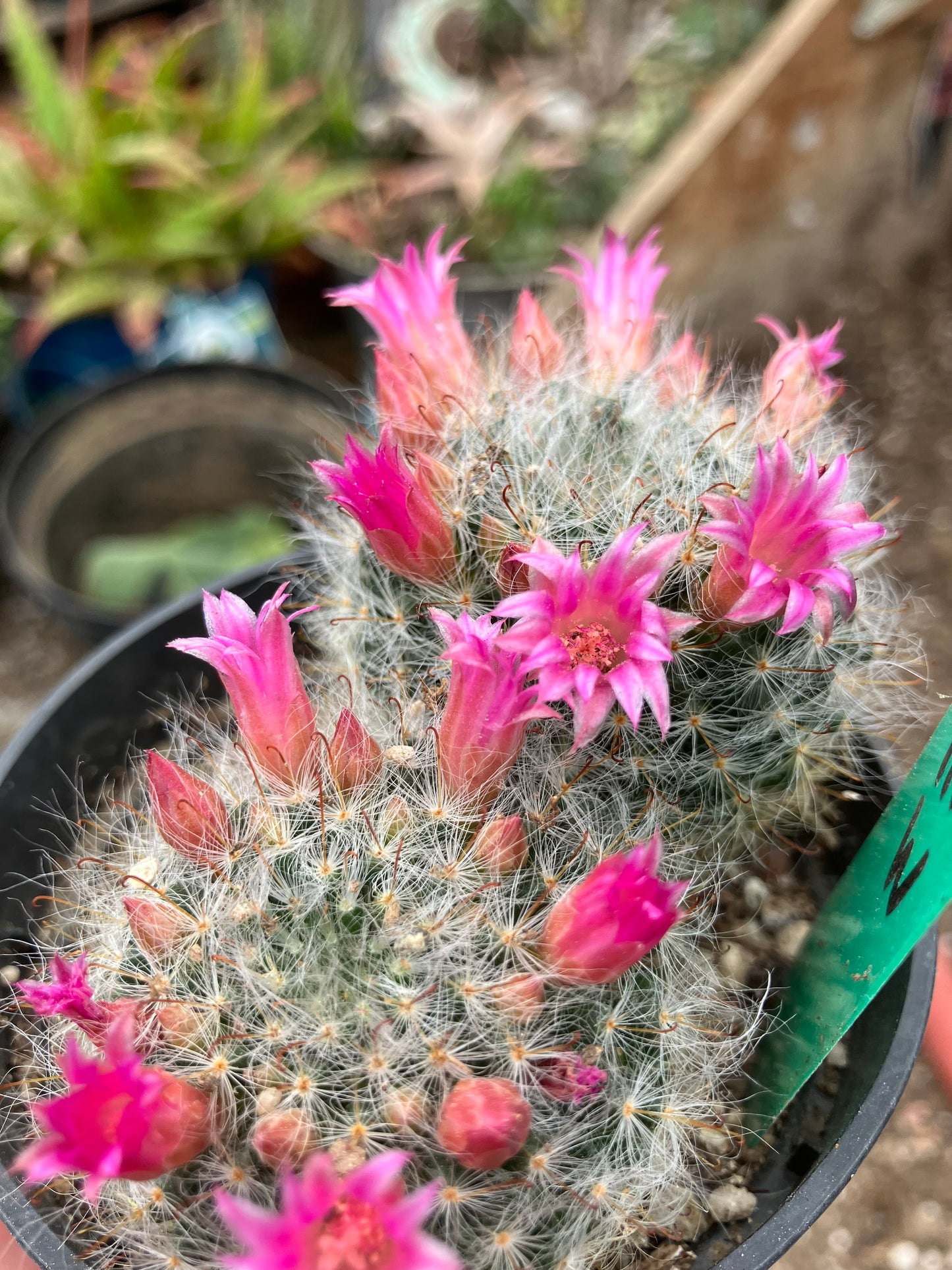 Mammillaria bocasana rosalviflora Powder Puff Cluster 3.5"W #041G"This Plant"