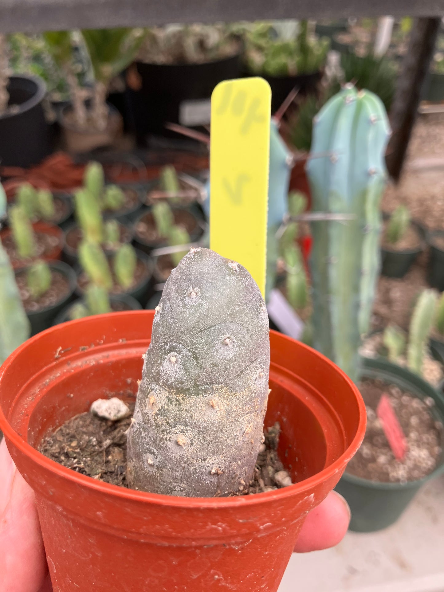 Pine Cone Cactus Tephrocactus~ articulatus var. diadematus Pinecone 2”Tall #401Y
