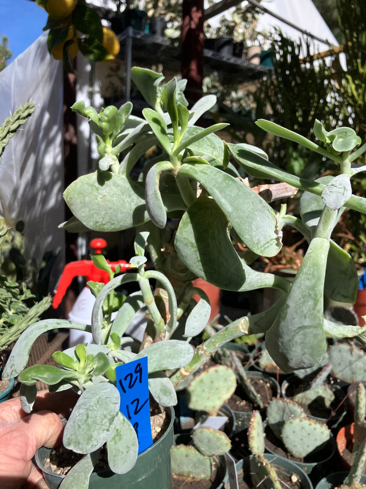 Cotyledon Silver Waves Succulent 12"Tall #129B