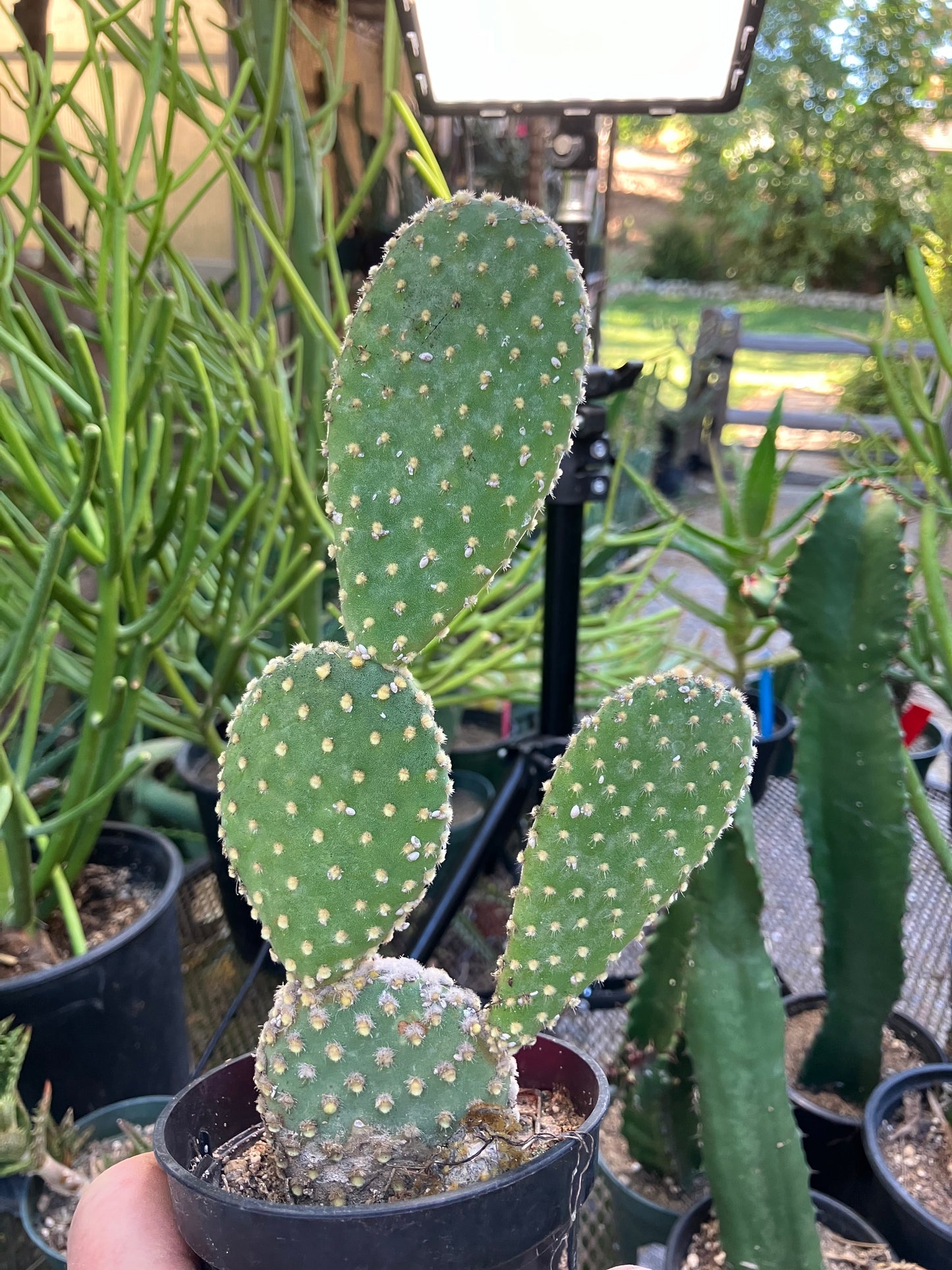 Opuntia microdasys Off White Bunny 8"Tall #8P