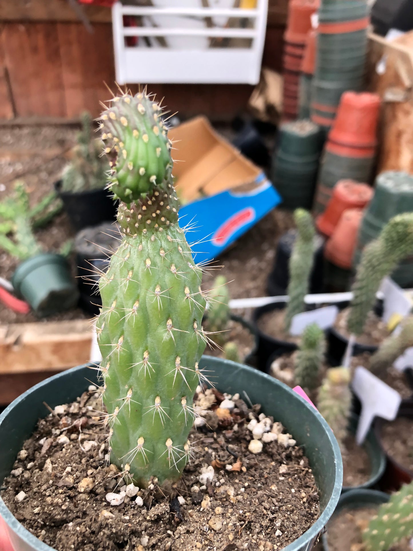 Cylindropuntia fulgida Cholla Boxing Glove Cactus Crest 4.5"Tall #4P