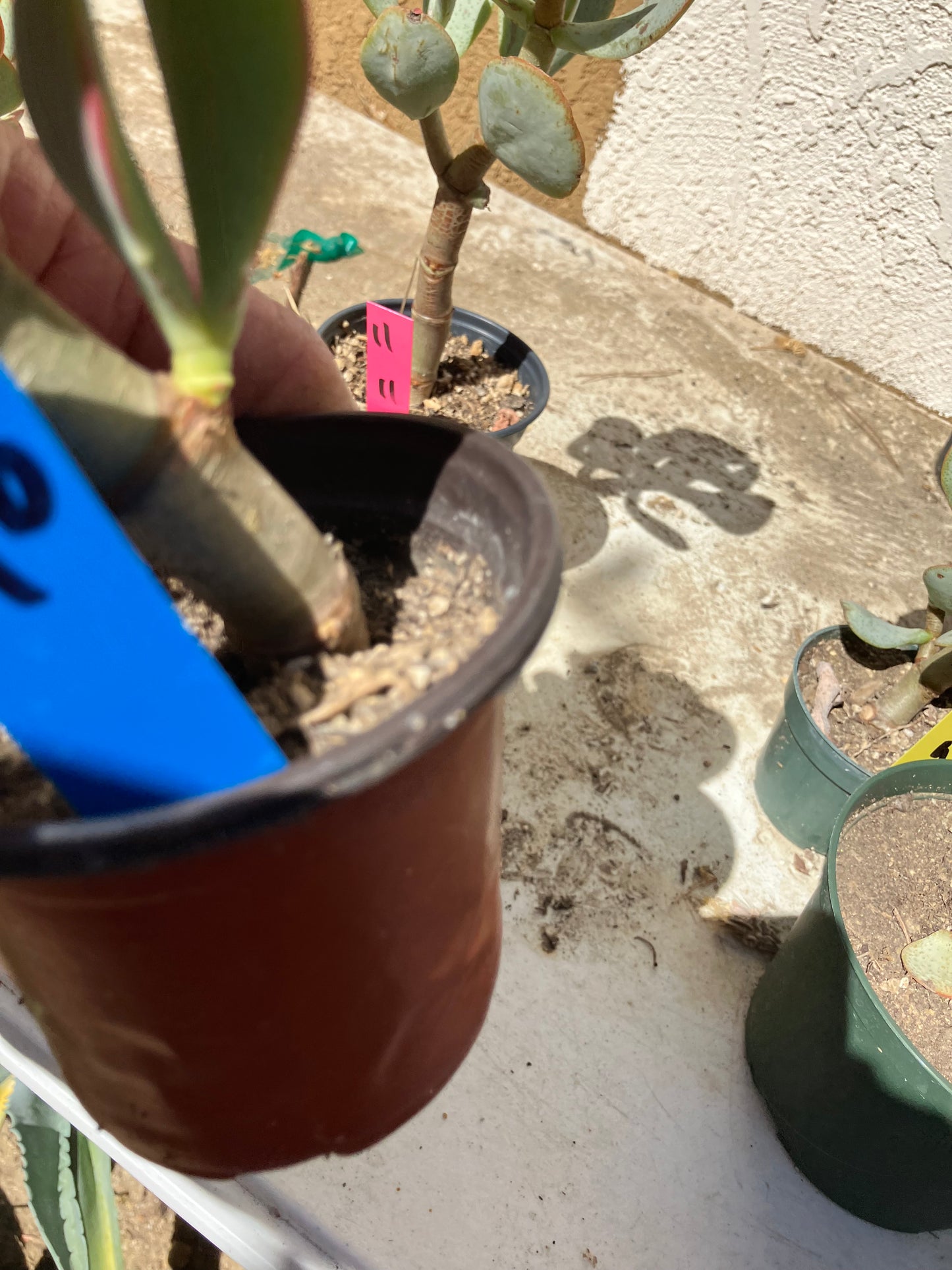 Crassula arborescens Silver Dollar 10"Tall #10B