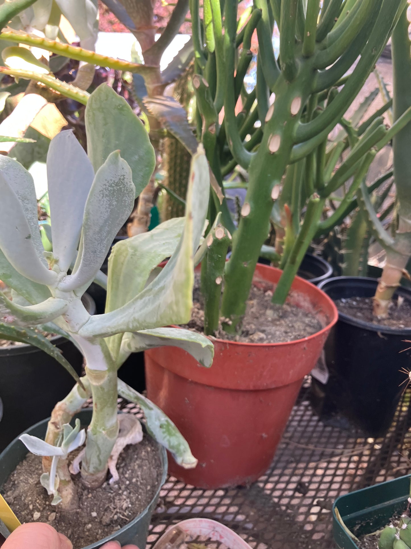 Cotyledon Silver Waves Succulent 10"Tall #010Y