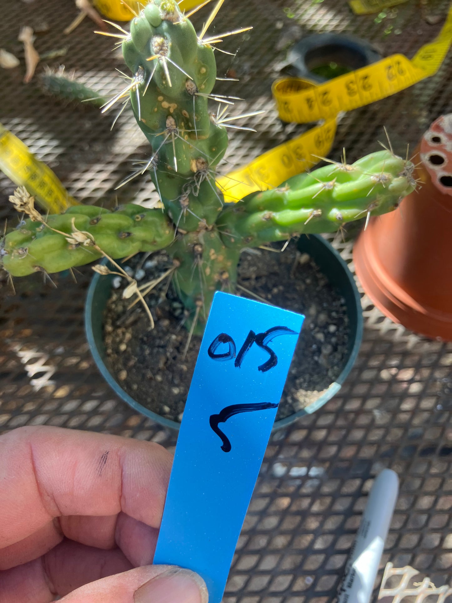 Cholla Cylindropuntia Buckhorn Cactus 5”Tall #015B