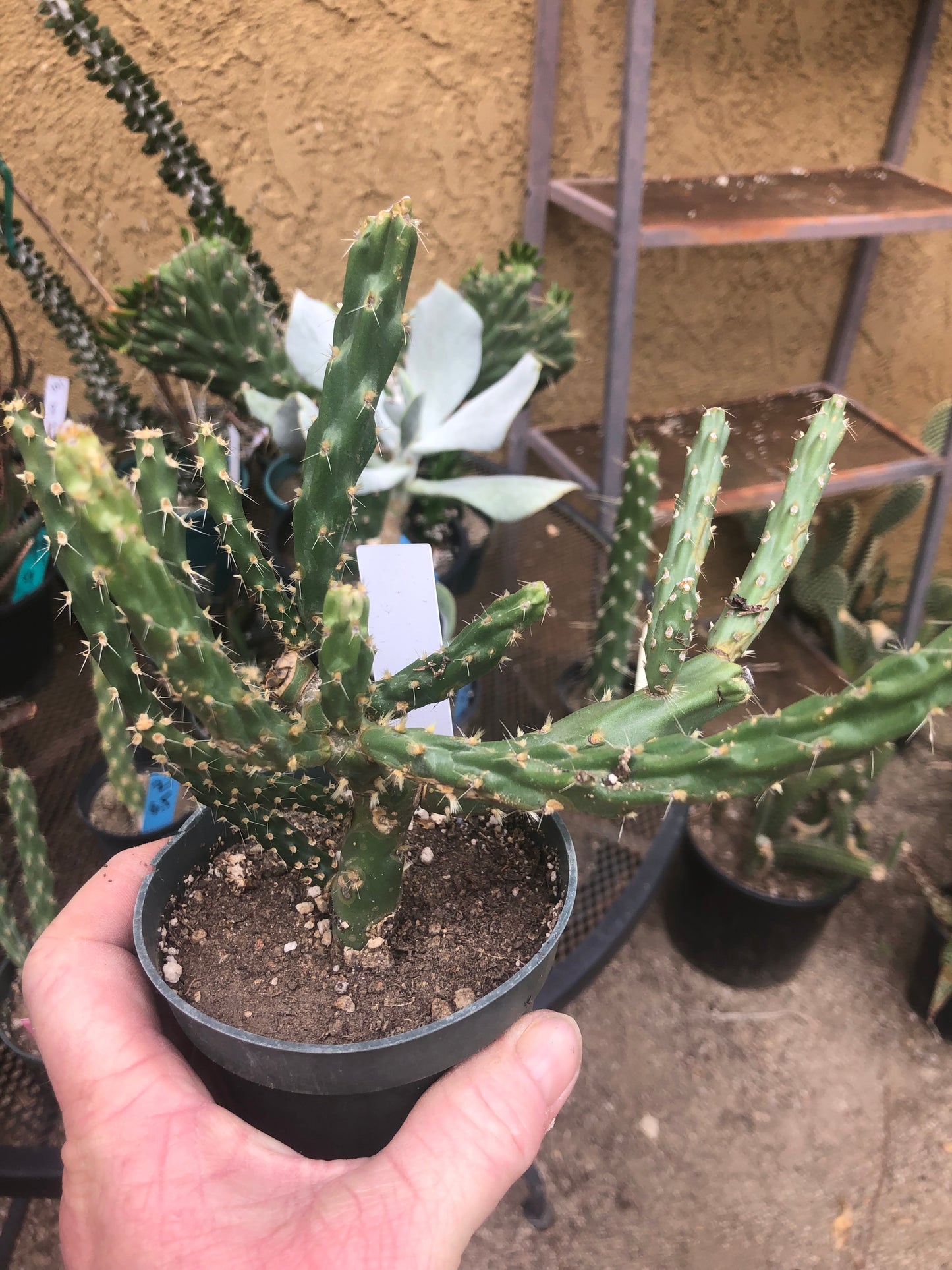 Cholla Cylindropuntia  Buckhorn 6”Tall #67W