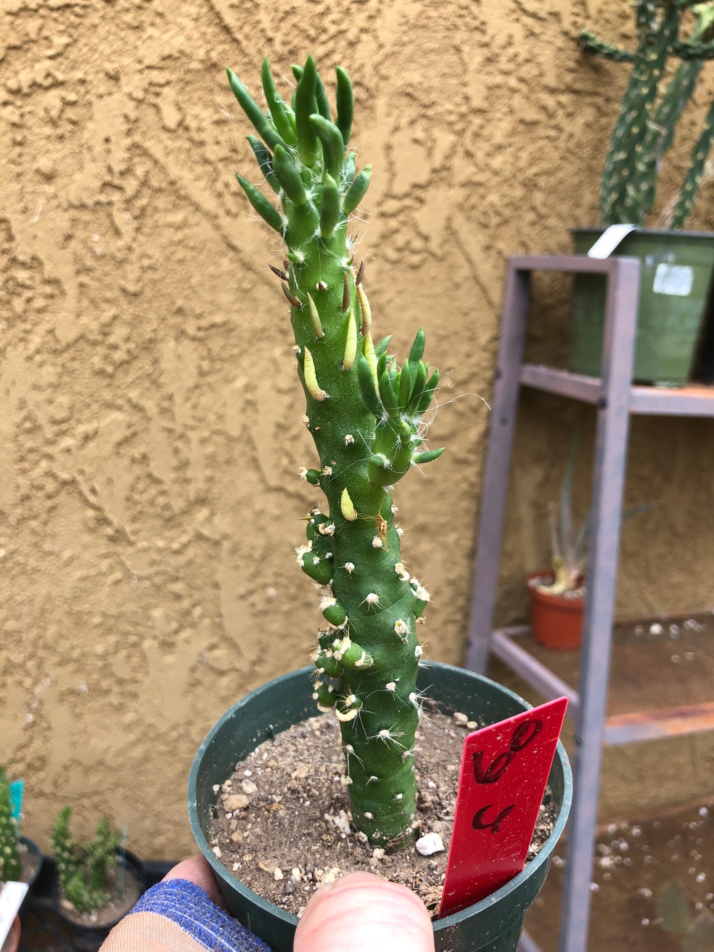 Austrocylindropuntia Cactus Gumbi Mini Eve's Needle 6"Tall #60R