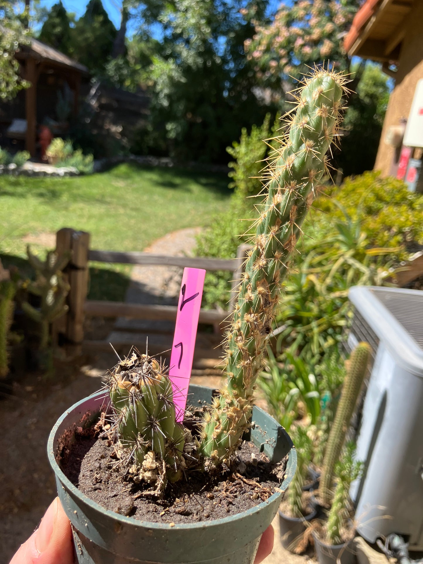 Cholla Cylindropuntia Buckhorn Cactus 7”Tall #2P
