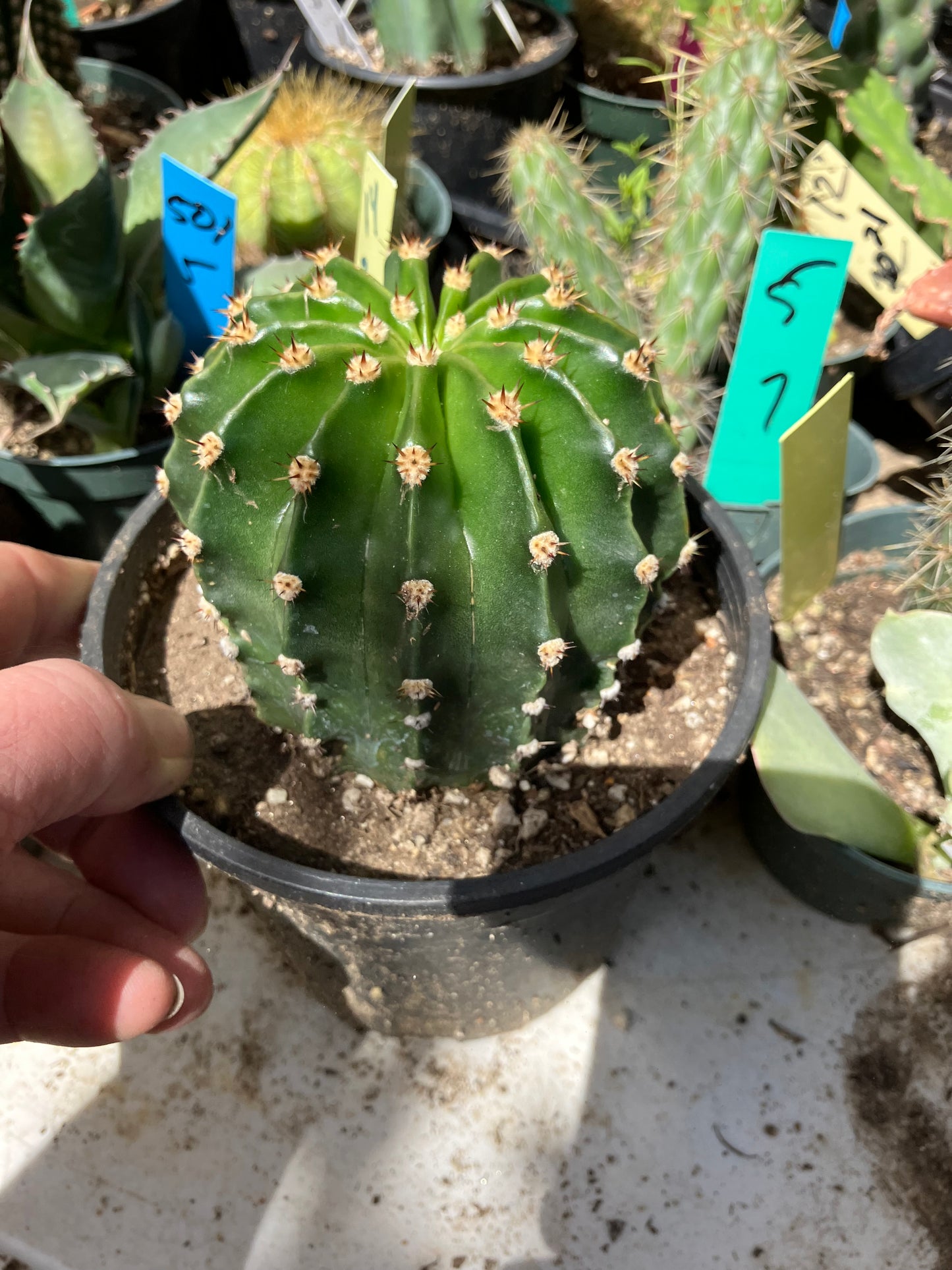 Echinopsis oxygona Salmon Easter Lily 3" Diameter