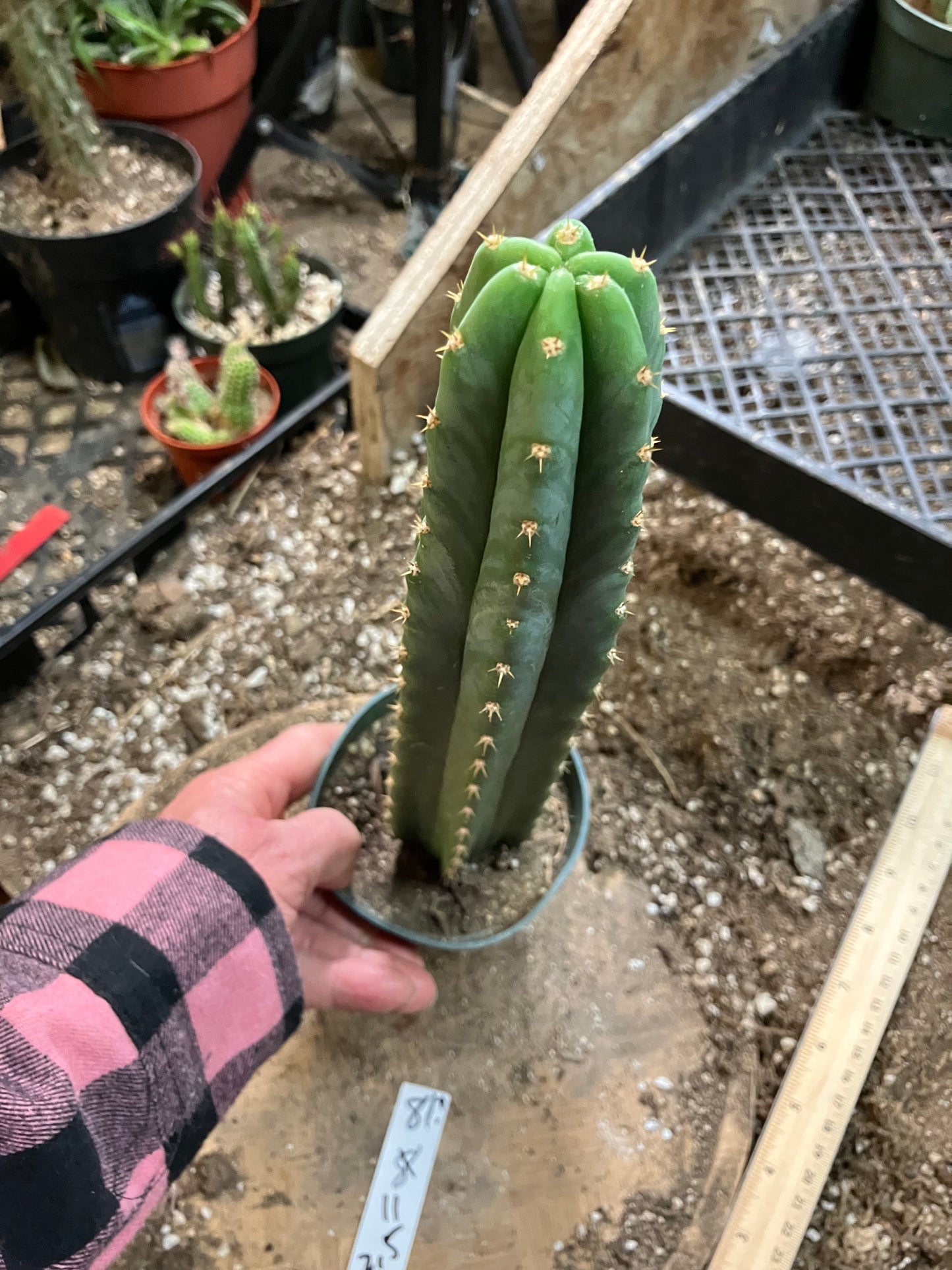San Pedro Cactus - Trichocereus pachanoi 11"Tall #81W
